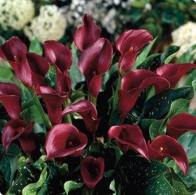 Majestic Red Hybrid Calla Lily - Beautiful Flowers for Garden Lovers - Indoor and Outdoor Planting - 3 Bulbs Pack