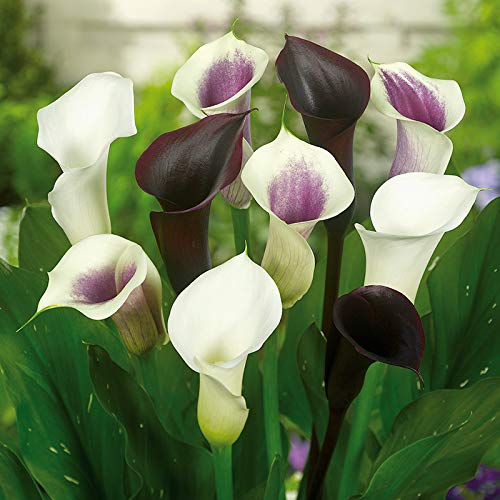 Deluxe Exclusive Calla Combo for Attracting Butterflies and Hummingbirds - Deer Resistant - Great as Cut Flowers
| Delu