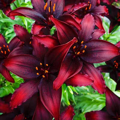 Spectacular Black Out Lily Bulbs for Planting - Beautiful Dark Red/Black Flowers (1 Bulb) - Perfect for Garden Beginners