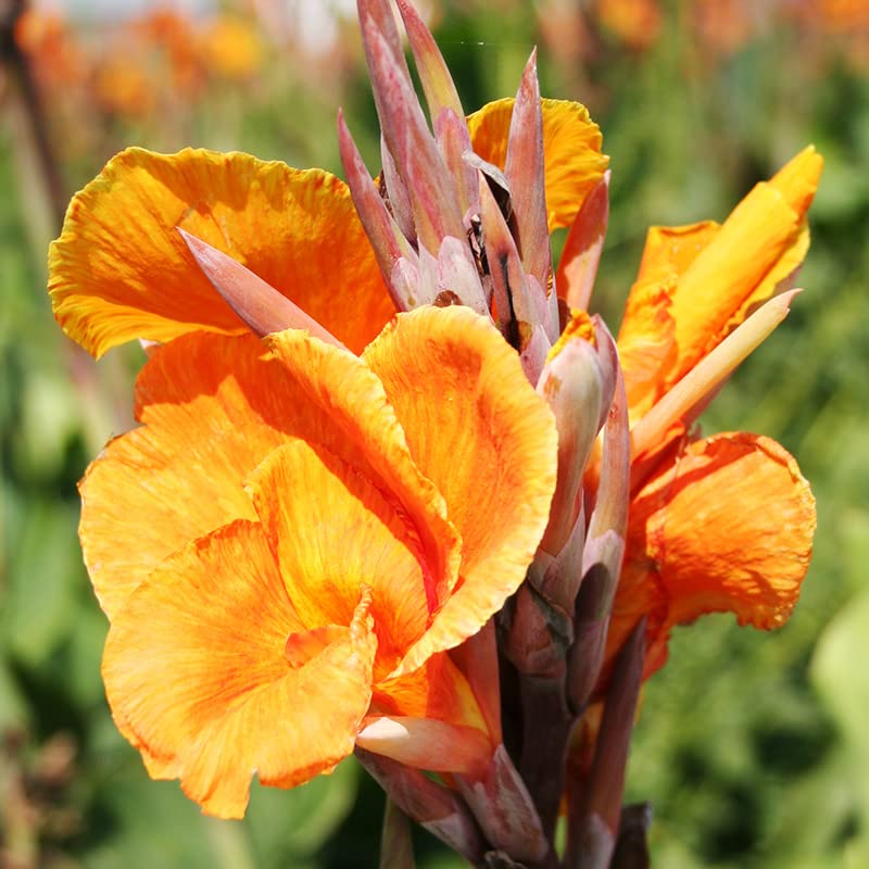 Wyoming Canna Flower Bulbs - Attracts Butterflies and Hummingbirds - Easy to Grow Live Plants