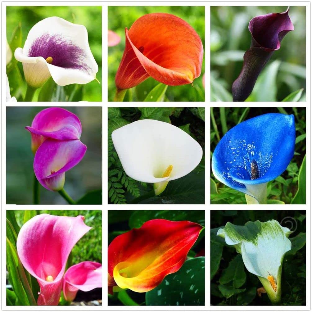 100pcs Calla Lily Seeds for Beautiful Blooms
| Beautiful Calla Lily Flowers - 100PCs Flower Seeds
| Calla Lily Seeds 10