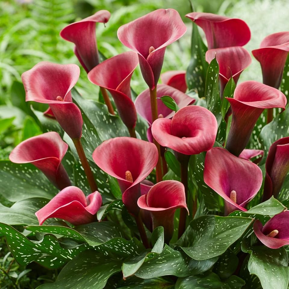 Calla Lily Valencia Red Blooms - Heat and Drought Tolerant, Easy to Grow Red Calla Lily Bulbs | Ready to Plant, Summer F
