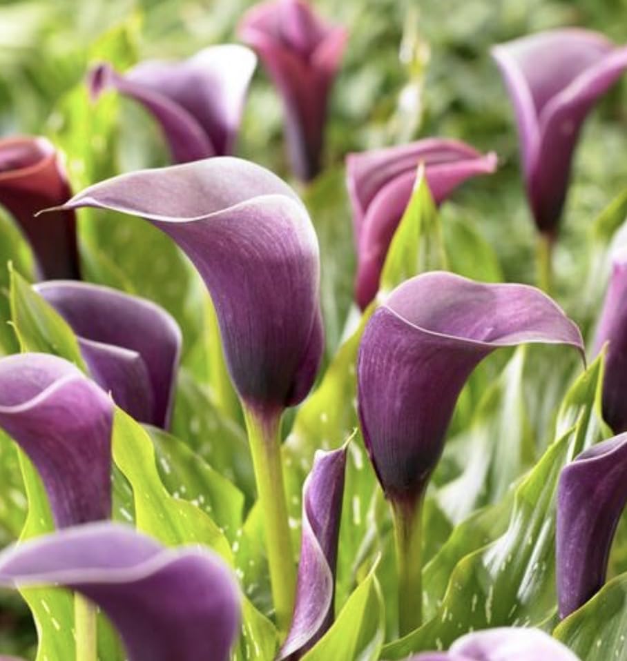Big Healthy Anneke Purple Calla Lily Bulbs for Planting - Uniquely Shaped Purple Flowers (10 Bulbs)
| Anneke Purple Cal