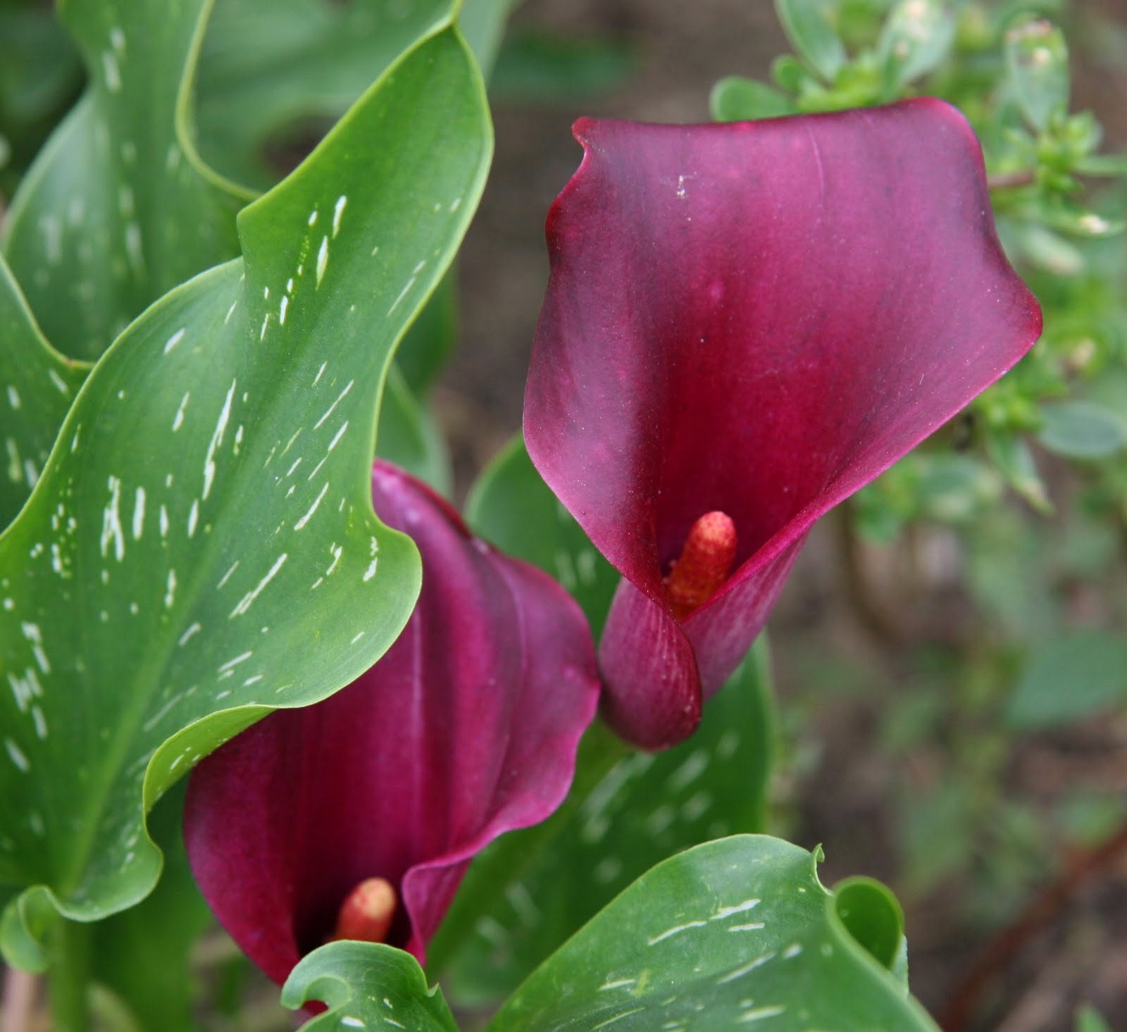 Captain Reno Star Calla Lily Bulbs for Garden Planting Outdoor Blooming Special Offer 20+Bulbs Pack Summer Flowers