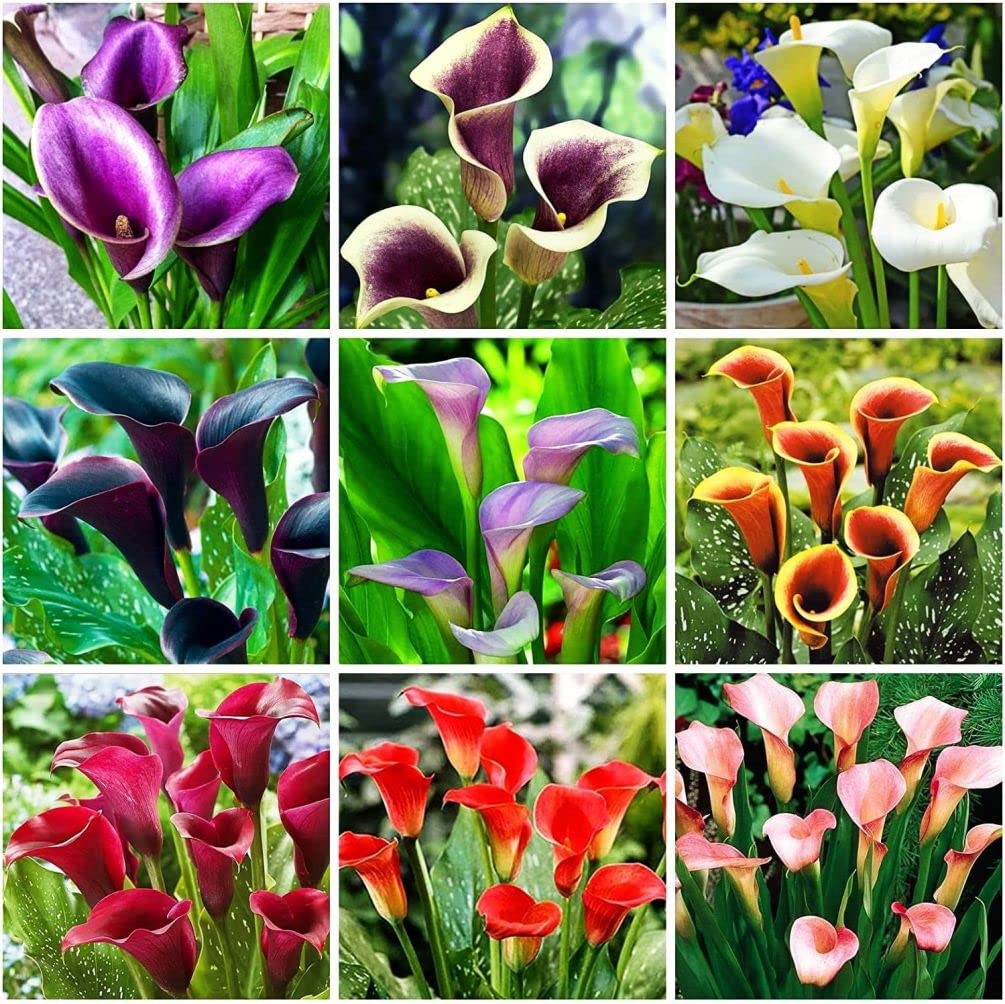 100 Pieces Calla Lily Seeds for Garden Planting: Perfect for Beginners and Experienced Gardeners
| 100 Pcs Calla Lily S