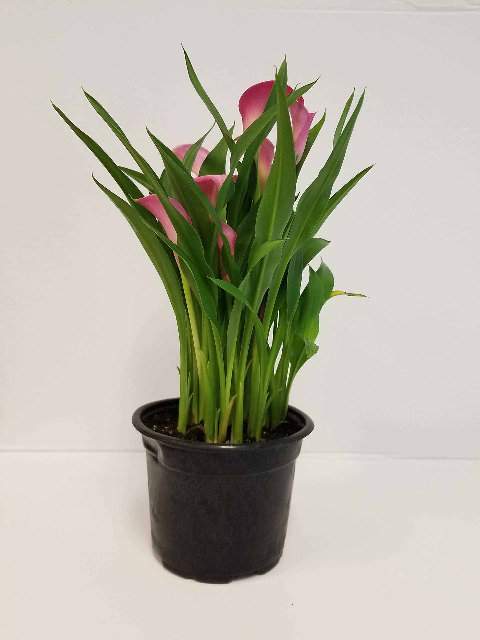 Live 6 Pink Calla Lily, Pink Purple for Wedding Events, Bridesmaids, Fresh Flowers