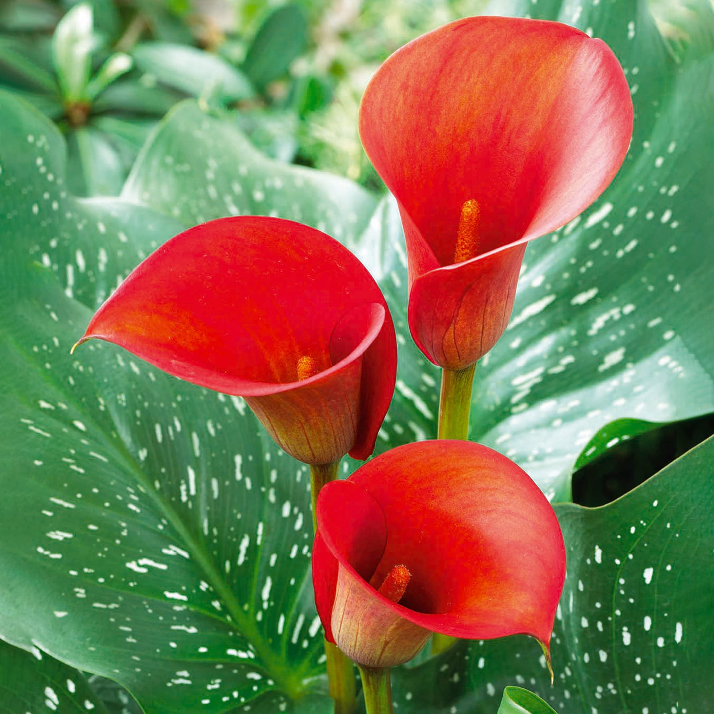 Red Alert Calla Lily Flower Bulbs for Garden State, 12/14cm, Ideal for Spring Planting (Bag of 5)
| Garden State Red Al