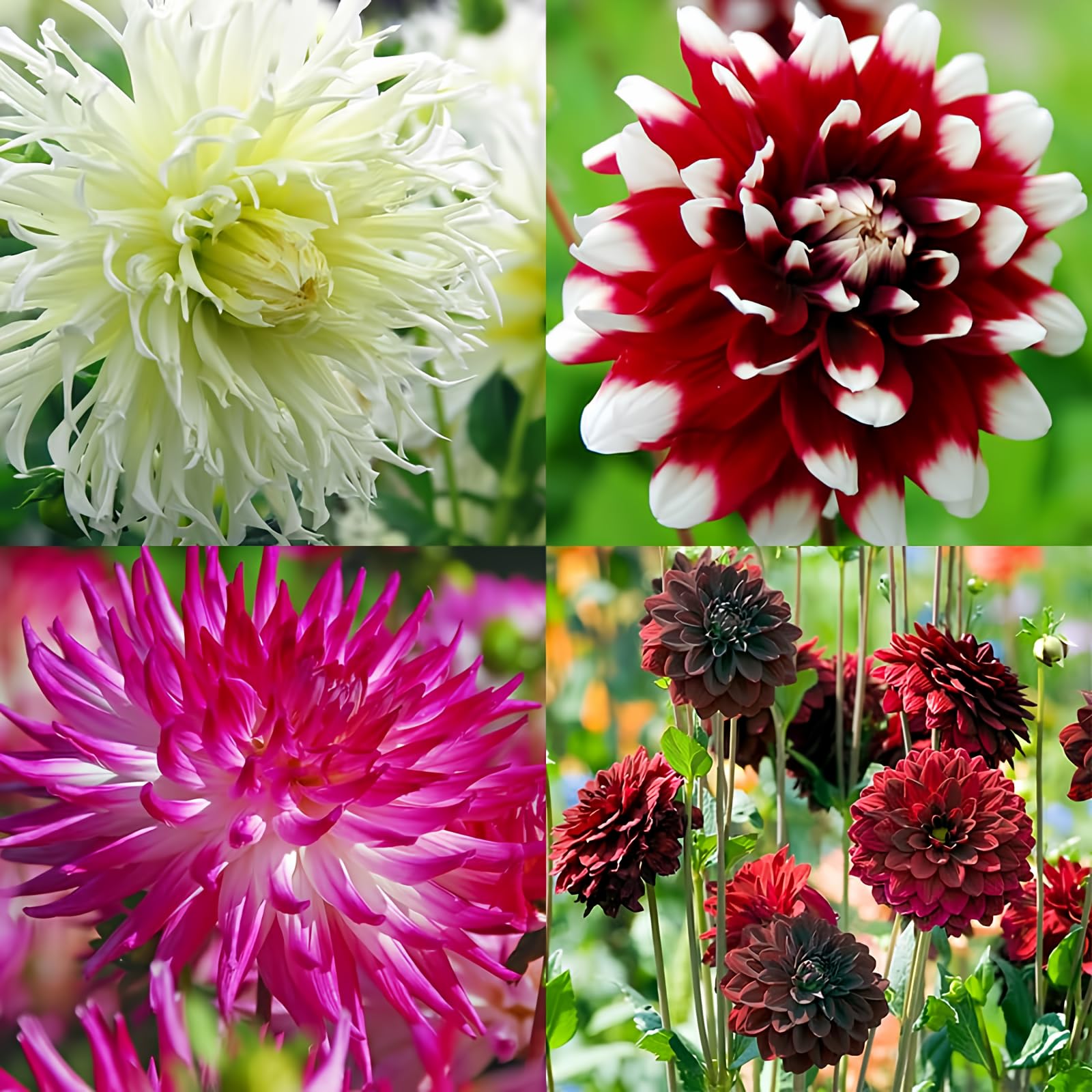 Delightful Dahlia Flower Bulb Mix - Huge Exotic Showy Blooms - Assorted Colors - Ideal for Garden Beginners - Ships from